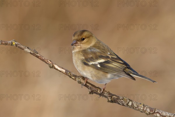 Common Chaffinch (Fringilla coelebs) female, Utrecht, Netherlands