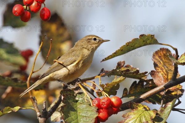 Common Chiffchaff (Phylloscopus collybita), Lower Saxony, Germany