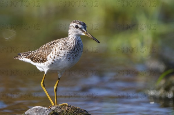 Wood Sandpiper (Tringa glareola) perched on a stone in water, Greece