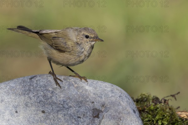 Common Chiffchaff (Phylloscopus collybita) perched on a stone, Lower Saxony, Germany