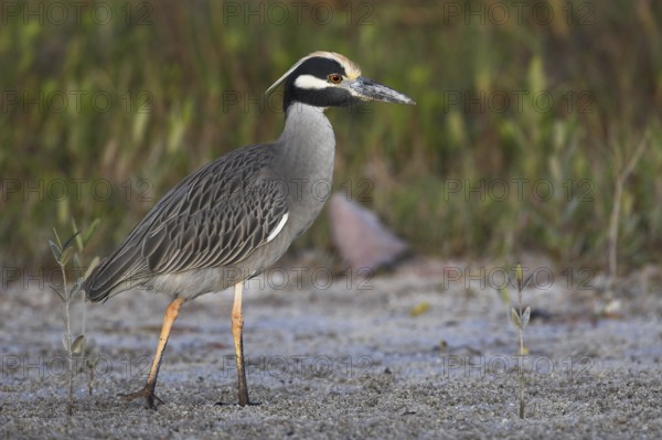 Yellow-crowned Night Heron (Nyctanassa violacea), Florida, USA