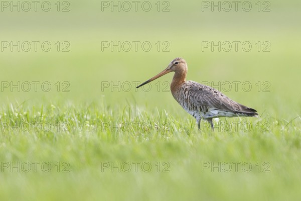 Black-tailed Godwit (Limosa limosa), Netherlands