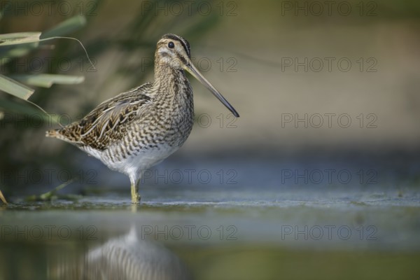 Common Snipe (Gallinago gallinago), Thuringia, Germany