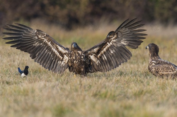 White-tailed Eagle (Haliaeetus albicilla), Kutno, Poland