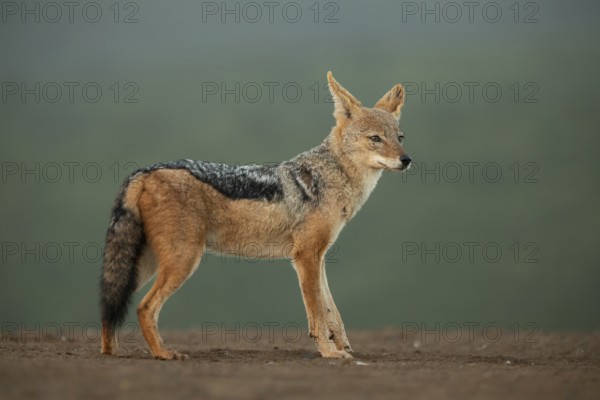 Black-backed Jackal (Canis mesomelas) in savanna, South Africa