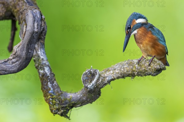Common Kingfisher (Alcedo atthis) perched on a branch, Saxony-Anhalt, Germany