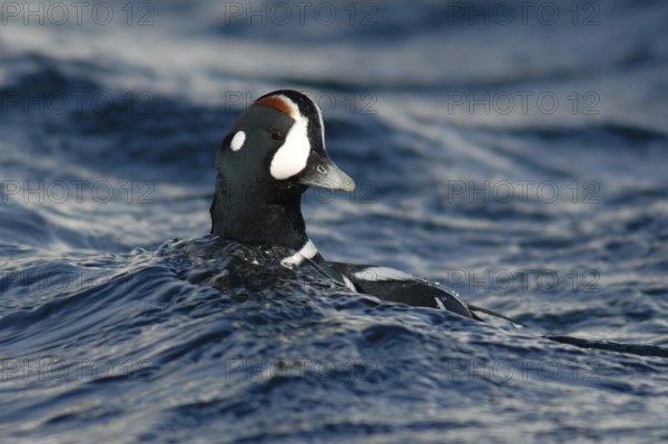 Harlequin Duck (Histrionicus histrionicus) male, Hokkaido, Japan