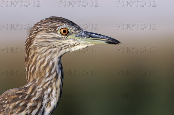 Black-crowned Night Heron (Nycticorax nycticorax) juvenile, Nahsholim, Israel