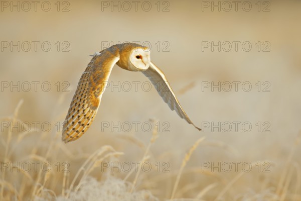 Owl fly with open wings. Barn Owl, Tyto alba, flight above the rime white grass in the morning. Wildlife, bird scene from nature. Cold morning sunrise, animal in the habitat