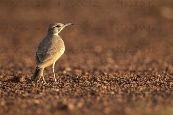 Greater Hoopoe-Lark (Alaemon alaudipes) perched on the ground, Rgabi, Morocco