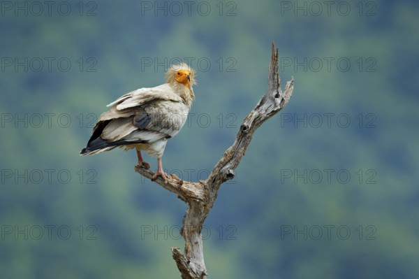 Egyptian vulture, Neophron percnopterus, big bird of prey sitting on branch, green mountain, nature habitat, Madzarovo, Bulgaria, Eastern Rhodopes. Wild vulture, sitting on tree trunk, forest habitat
