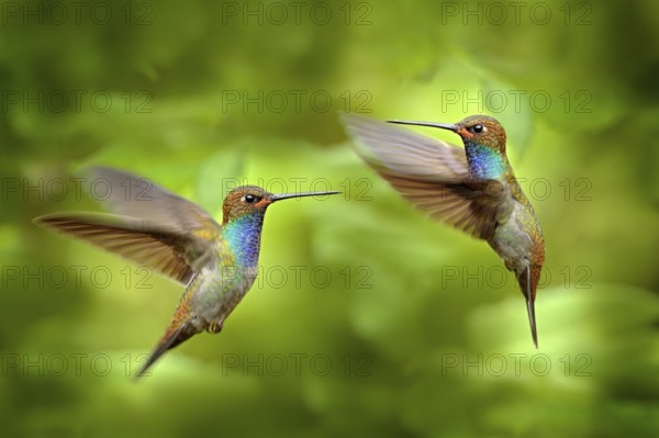 Hummingbird in flight, green forest nature habitat, White-tailed Hillstar, Urochroa bougueri, Montezuma, Colombia