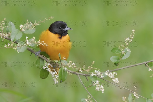 Baltimore Oriole (Icterus galbula) male, Texas, USA
