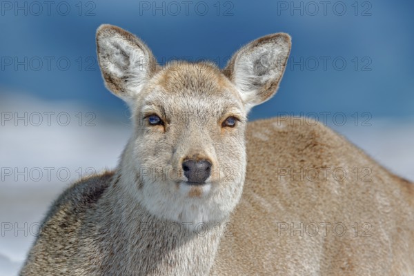 Hokkaido sika deer, detail portrait, in snow meadow, winter mountains and forest in the background. Animal with antler in nature habitat, winter scene, Hokkaido, wildlife nature, Japan