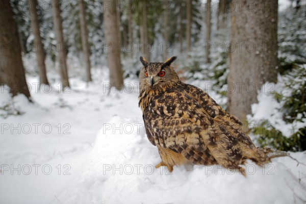 Big owl in the winter forest with snow. Eurasian Eagle Owl with snowy stump, Czech republic. Wildlife scene from nature