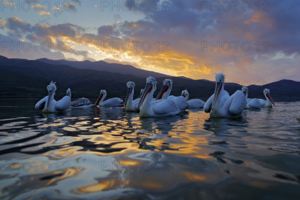Dalmatian pelican, Pelecanus crispus, in Lake Kerkini, Greece. Flock of birds on water surface. Wildlife scene from Europe nature. Evening wide angle. Palican with long orange bill. Close-up portrait