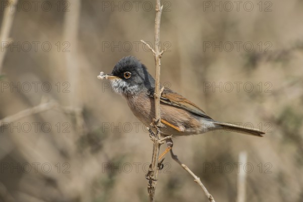 Spectacled Warbler (Sylvia conspicillata) male, Fuerteventura, Spain