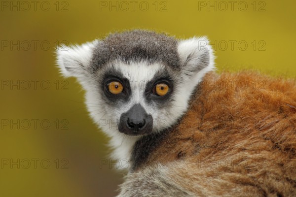 Portrait of Ring-tailed Lemur, Lemur catta, with yellow clear background