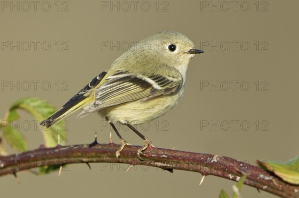 Ruby-crowned Kinglet (Regulus calendula), Texas, USA