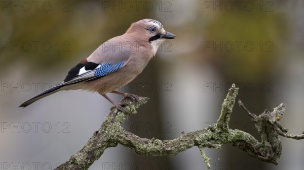 Eurasian Jay (Garrulus glandarius) perched on a branch, Saxony-Anhalt, Germany