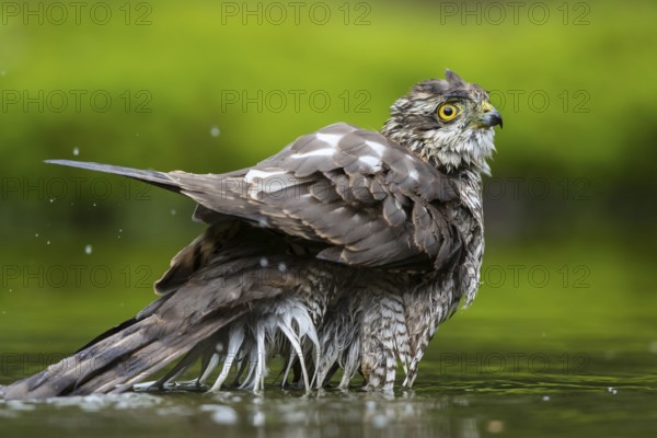 Eurasian Sparrowhawk (Accipiter nisus) bathing in a waterhole, Netherlands