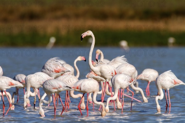 Greater Flamingo (Phoenicopterus roseus), Castile-La Mancha, Spain