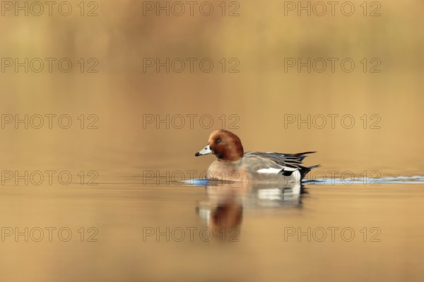Eurasian Wigeon (Mareca penelope) male, Utrecht, Netherlands