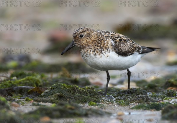 Sanderling (Calidris alba) foraging, Schleswig-Holstein, Germany
