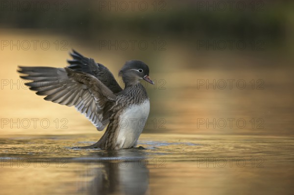 Mandarin Duck (Aix galericulata) female flapping, North Rhine-Westphalia, Germany