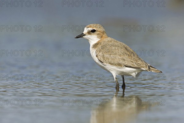 Red-capped Plover (Charadrius ruficapillus) female, Victoria, Australia