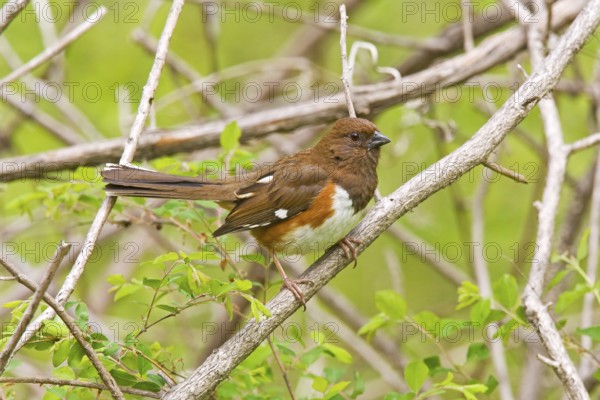 Eastern Towhee Pipilo erythrophthalmus Blue Ridge Parkway, North Carolina, United States 9 May Adult Female Emberizidae