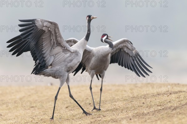 Common Crane (Grus grus), Sweden
