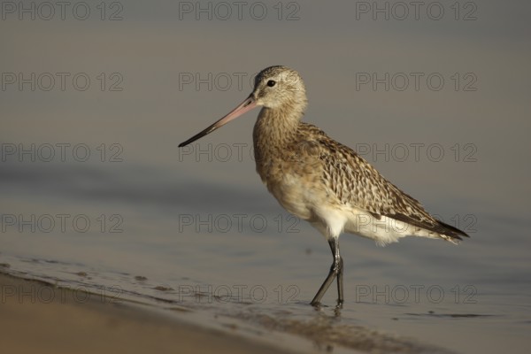 Black-tailed Godwit (Limosa limosa), Banc d'Arguin National Park, Mauritania