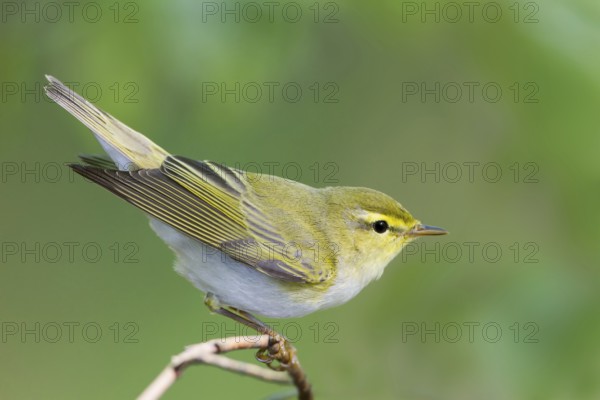 Wood Warbler (Phylloscopus sibilatrix), Baden-Wuerttemberg, Germany