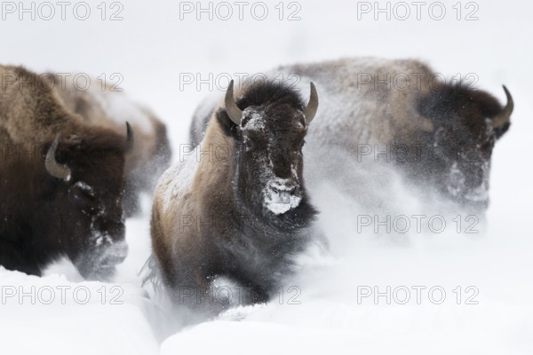 American Bison (Bos bison) tree adult close-up in deep snow, Yellowstone National Park, Wyoming, USA