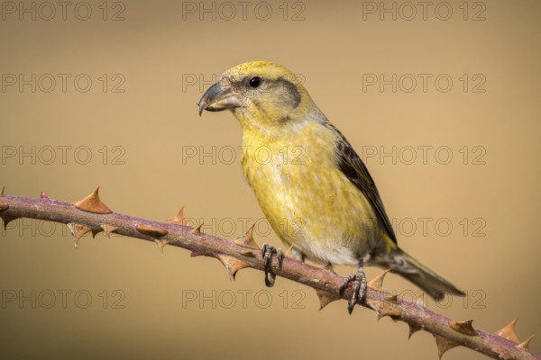 Red Crossbill (Loxia curvirostra) female perched on a branch, Aragon, Spain