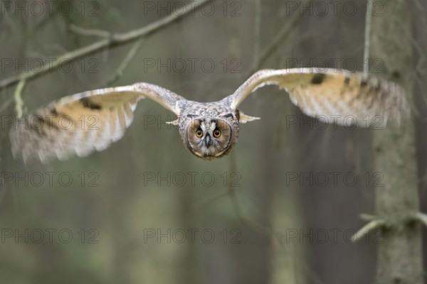 Indian Eagle-Owl (Bubo bengalensis) flying, Bavaria, Germany