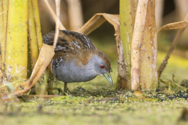 Baillon's Crake (Porzana pusilla palustris) foraging, Victoria, Australia