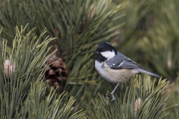 Coal Tit - Tannenmeise - Parus ater ssp. vieirae, Spain, adult
