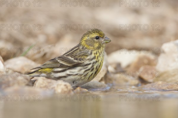 Serin - Girlitz - Serinus serinus: Croatia; Female adult