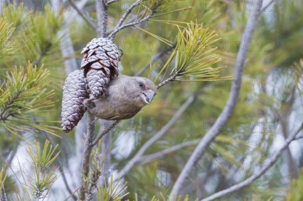 Common Crossbill - Fichtenkreuzschnabel - Loxia curvirostra ssp. polyogyna, Morocoo, adult female