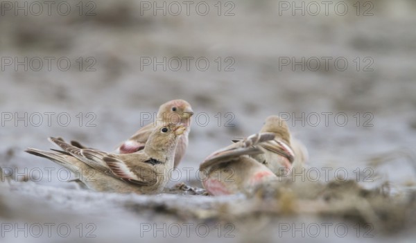 Mongolian Finch - Mongolengimpel - Bucanetes mongolicus, Kazakhstan, adult