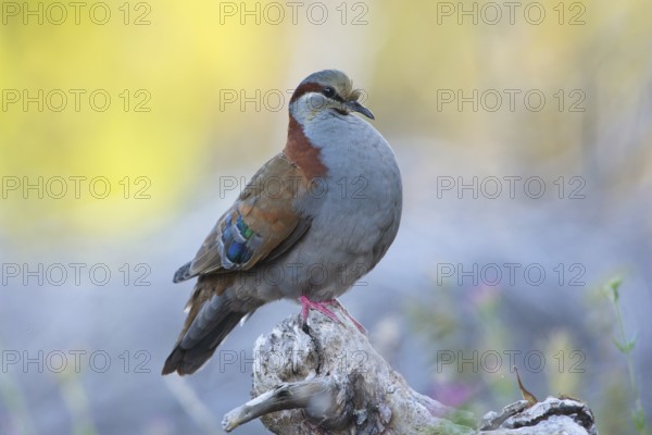 Brush Bronzewing (Phaps elegans) male, Victoria, Australia