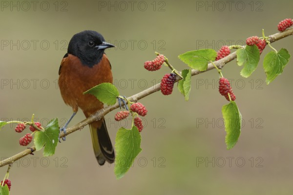 Orchard Oriole (Icterus spurius) male perched on a twig, Texas, USA