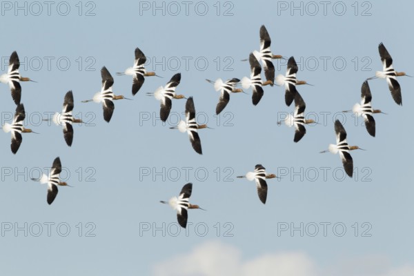 American Avocet (Recurvirostra americana) flying, California, USA