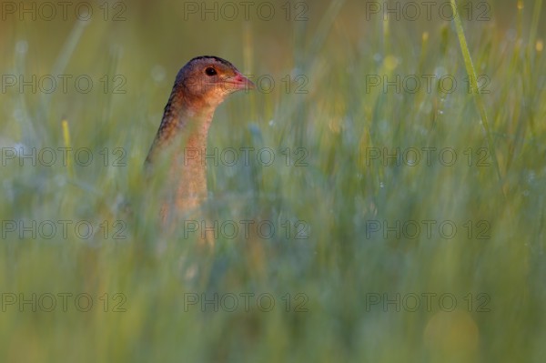 Corn Crake (Crex crex), Saxony-Anhalt, Germany