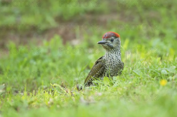 European Green Woodpecker (Picus viridis) juvenile, Rhineland-Palatinate, Germany