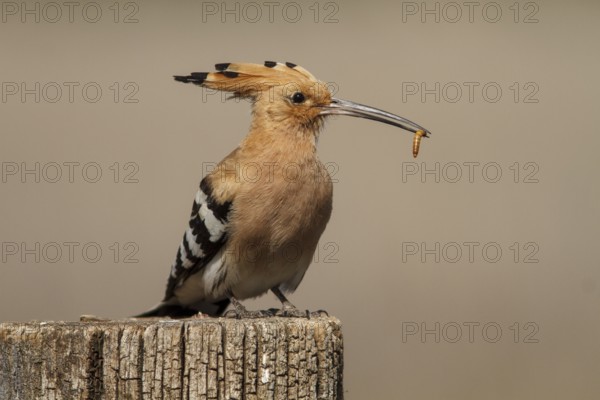 Eurasian Hoopoe (Upupa epops), perched with food on beak, Castile-La Mancha, Spain