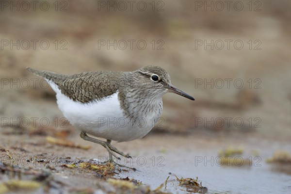 Common Sandpiper (Actitis hypoleucos) foraging, North Rhine-Westphalia, Germany