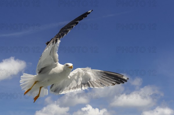 European Herring Gull (Larus argentatus) flying, Texel, Netherlands